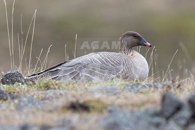 Pink-footed Goose (Anser brachyrhynchus), adult female sitting on the nest, Northwestern Region, Iceland stock-image by Agami/Saverio Gatto,