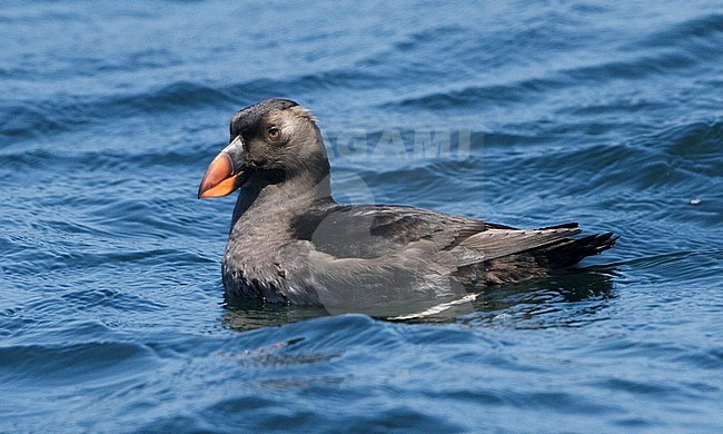 Immature Tufted Puffin (Fratercula cirrhata) swimming in the pacific ocean off the west coast of California in the United States. stock-image by Agami/Brian Sullivan,