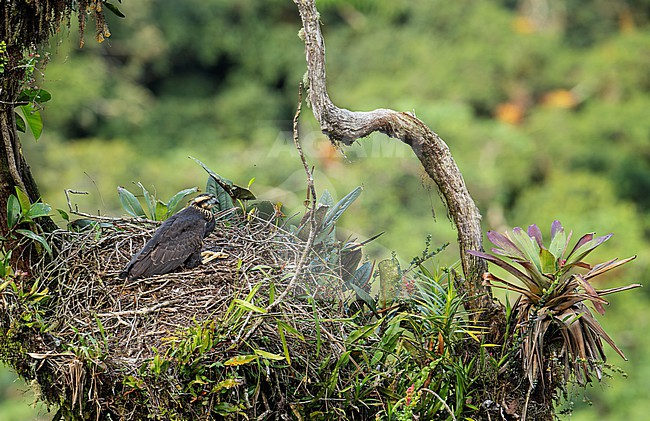 Solitary Eagle (Buteogallus solitarius solitarius) chick in nest in Cusco, Peru, South-America. stock-image by Agami/Steve Sánchez,