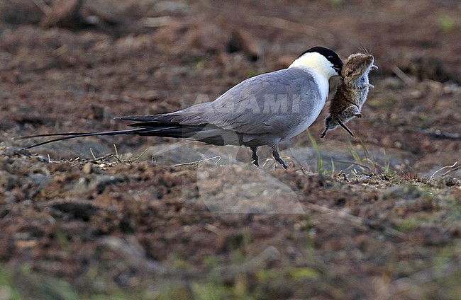 Adult Long-tailed jaeger (Stercorarius longicaudus) in Alaska, United States. stock-image by Agami/Dani Lopez-Velasco,