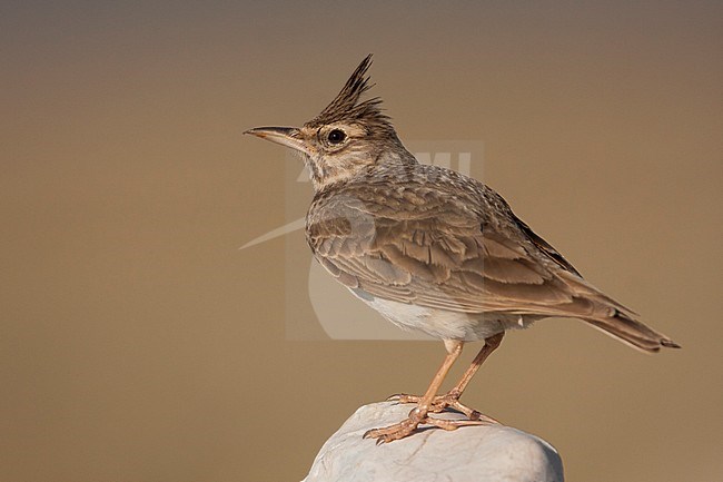 Crested Lark, Kuifleeuwerik, Galerida cristata ssp. meridionalis, Croatia, adult stock-image by Agami/Ralph Martin,