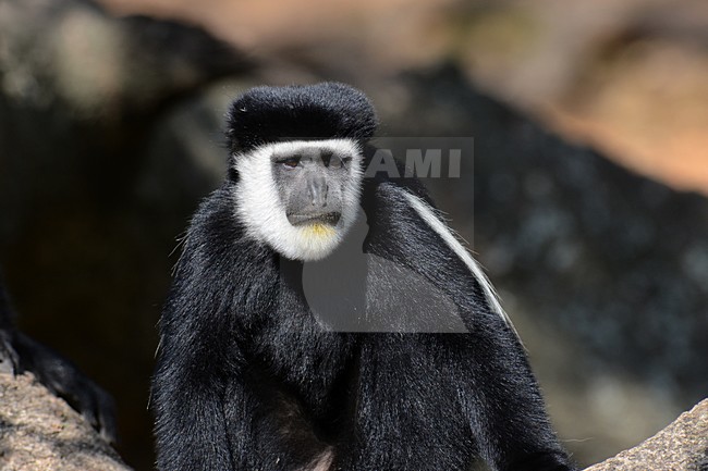 Oostelijke franjeaap, Mantled guereza stock-image by Agami/Laurens Steijn,