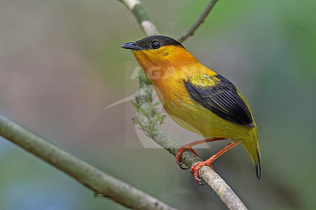 Male, Orange-collared Manakin, Manacus aurantiacus, in Panama. stock-image by Agami/Pete Morris,