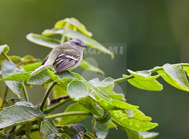 White-banded Tyrannulet, Mecocerculus stictopterus, perched in a tree in Ecuador. stock-image by Agami/Marc Guyt,