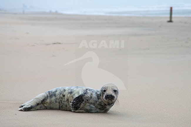 Grijze zeehond, Grey Seal stock-image by Agami/Arnold Meijer,