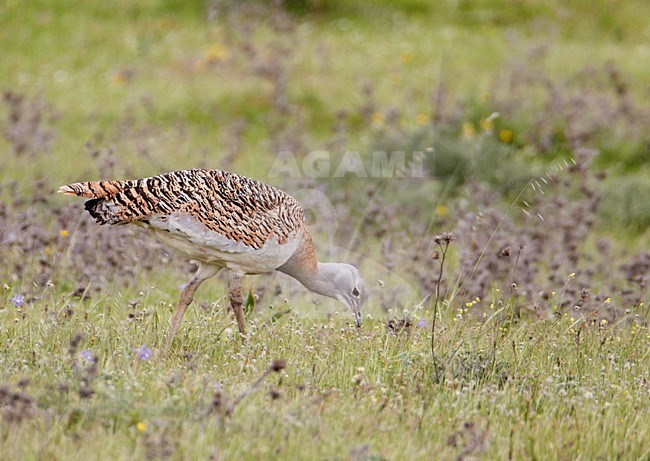 Vrouwtje Grote trap; Female Great Bustard stock-image by Agami/Markus Varesvuo,