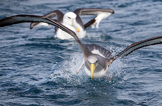 Chatham Albatross (Thalassarche eremita) at sea off the Chatham Islands in New Zealand with White-capped Albatross in the background. Adult crash landing on the ocean surface. stock-image by Agami/Marc Guyt,