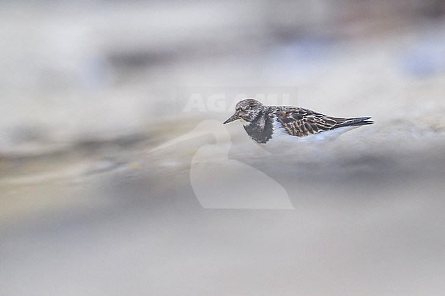 Ruddy turnstone (Arenaria interpres) resting on the beach, with the sand as background. stock-image by Agami/Sylvain Reyt,