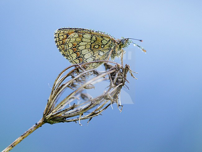 Heath Fritillary (Melitaea athalia) resting on top of small plant in Mercantour in France, against a natural blue colored background. stock-image by Agami/Iolente Navarro,