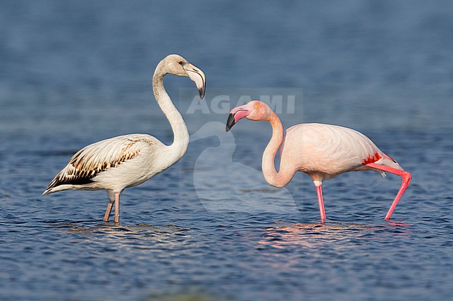 Greater Flamingo (Phoenicopterus roseus), Juvenile and adult standing in the water, Salalah, Dhofar, Oman stock-image by Agami/Saverio Gatto,