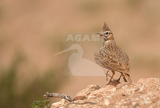 Thekla's Lark (Galerida theklae) at Oukaimeden, Morocco stock-image by Agami/Eduard Sangster,