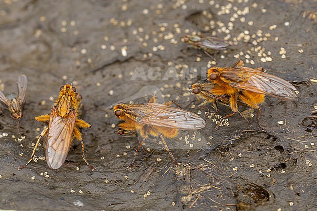 yellow dung fly or golden dung fly (scathophaga stercoraria) meeting on fresh cow pat for mating or copulating, afterwards laying eggs in the manure stock-image by Agami/Mathias Putze,