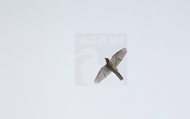 Mistle Thrush (Turdus viscivorus) in flight on migration at Hyllekrog, Denmark stock-image by Agami/Helge Sorensen,