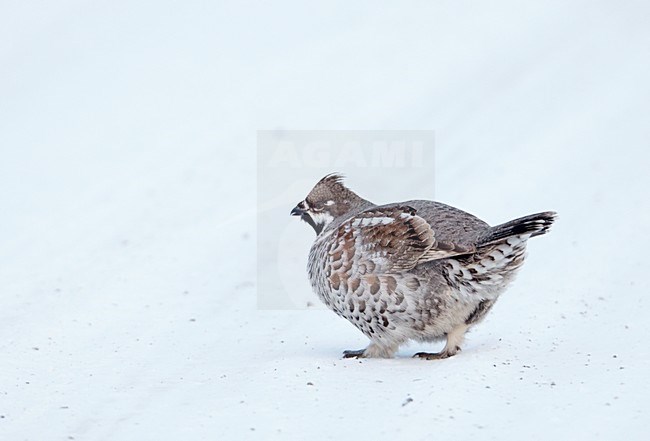 Mannetje Hazelhoen foeragerend in sneeuw; Male Hazel Grouse feeding in snow stock-image by Agami/Markus Varesvuo,