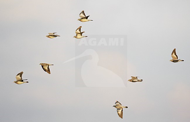 Holenduif in de vlucht; Stock Dove in flight stock-image by Agami/Markus Varesvuo,