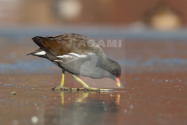 Waterhoen op het ijs; Common Moorhen on ice stock-image by Agami/Arnold Meijer,