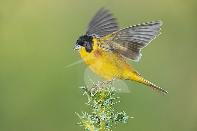 Black-headed Bunting; Emberiza melanocephala stock-image by Agami/Daniele Occhiato,