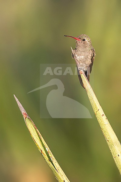 Dusky Hummingbird (Cynanthus sordidus) stock-image by Agami/Glenn Bartley,