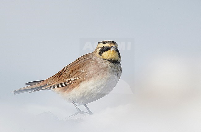 Shore Lark (Eremophila alpestris) Vantaa Finland February 2018 stock-image by Agami/Markus Varesvuo,