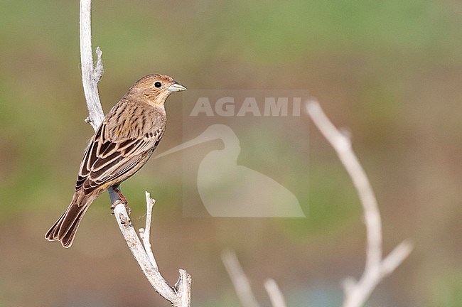 Bruinkopgors, Red-headed Bunting, Emberiza bruniceps stock-image by Agami/Arend Wassink,