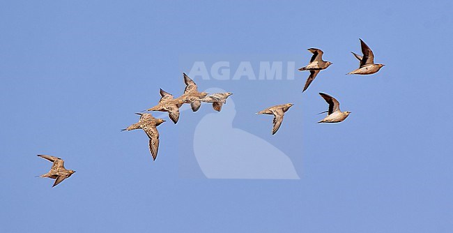 Group of Spotted Sandgrouse (Pterocles senegallus) in flight in Shizzafon, Israel stock-image by Agami/Tomas Grim,