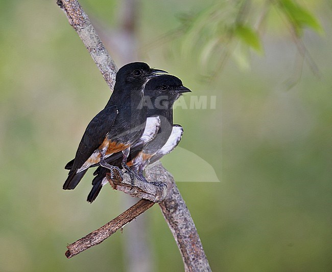 Swallow-winged Puffbird (Chelidoptera tenebrosa tenebrosa), also known as Swallow-wing. Pair perched on a branch in tropical rain forest in Amazon Basin. stock-image by Agami/Andy & Gill Swash ,