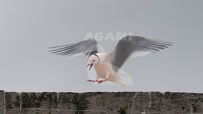 Frontal view of an adult male Ross's Gull (Rhodostethia rosea) landing.. Open bill; close-up stock-image by Agami/Markku Rantala,