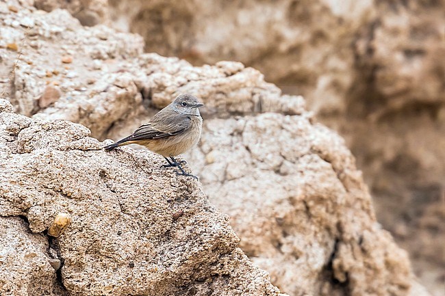 Red-tailed Wheatear sitting on a rock in SNAAR reserve in Kuwait. January 07, 2011. stock-image by Agami/Vincent Legrand,