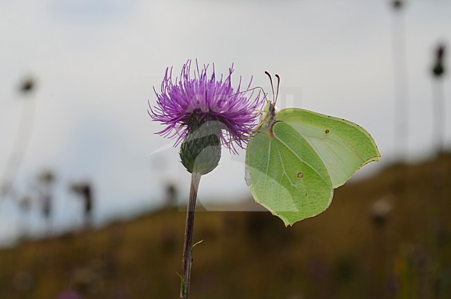 Citroenvlinder op paarse bloem, Brimstone on purple flower stock-image by Agami/Rob de Jong,