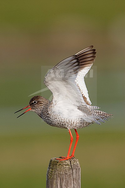 Tureluur zittend op een paal in een weiland; Common Redshank perched on a fench pole stock-image by Agami/Arie Ouwerkerk,
