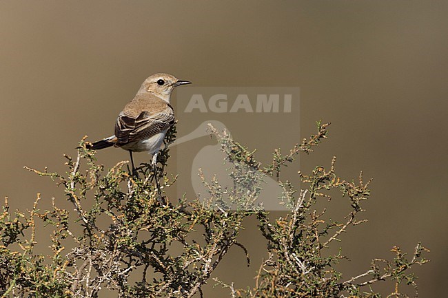 Desert Wheatear - Wüstensteinschmätzer - Oenanthe deserti, Oman, adult female stock-image by Agami/Ralph Martin,