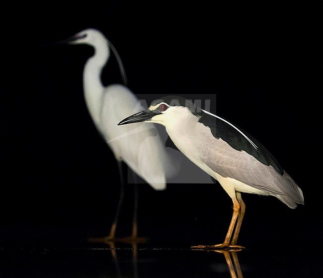 Black-crowned Night Heron (Nycticorax nycticorax) standing in shallow water with Little Egret in the background. stock-image by Agami/Marc Guyt,