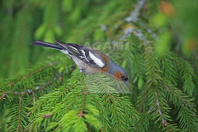 Common Chaffinch male perched; Vink man zittend stock-image by Agami/Markus Varesvuo,