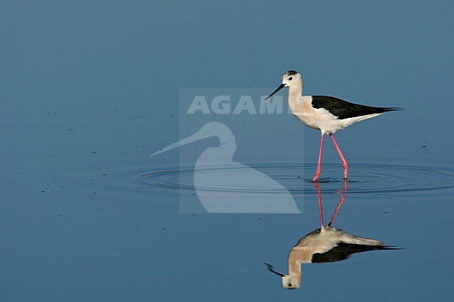 Steltkluut voedsel zoekend Lesbos Griekenland, Black-winged Stilt foraging Lesvos Greece stock-image by Agami/Wil Leurs,