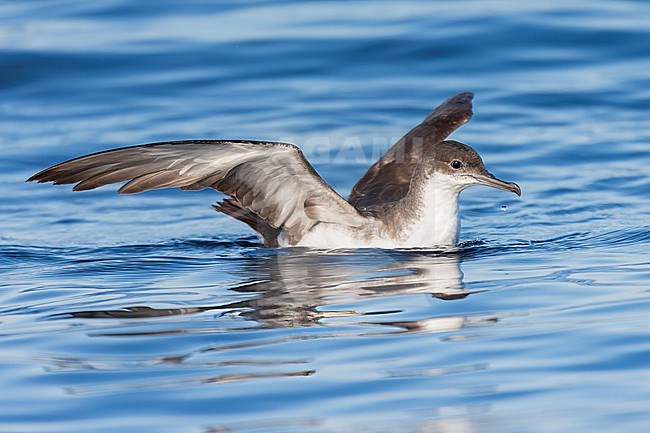 Yelkouan shearwaters breed on islands and coastal cliffs in the eastern and central Mediterranean. It is seen here sitting with its wings up against a clear blue background of the Mediterranean Sea of the coast of Sardinia. stock-image by Agami/Jacob Garvelink,