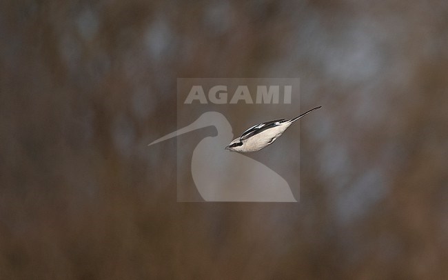 Great Grey Shrike (Lanius excubitor excubitor) adult in flight in Nordsjælland, Denmark stock-image by Agami/Helge Sorensen,