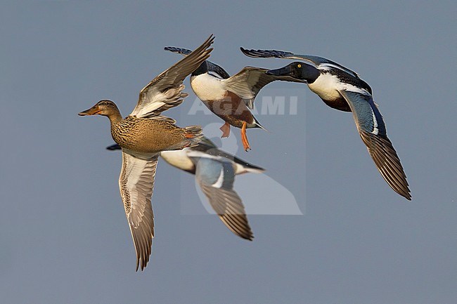  stock-image by Agami/Daniele Occhiato,