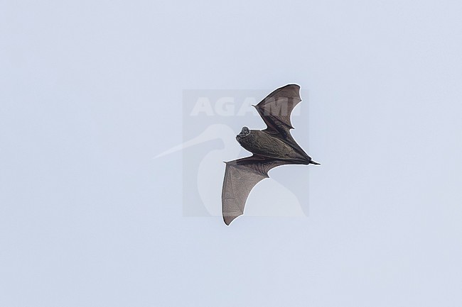 Azorean Noctule (Nyctalus azoreum)  flying over Santa Cruz da Graciosa, Graciosa, Azores, Portugal. stock-image by Agami/Vincent Legrand,