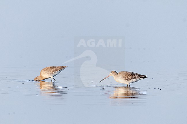  stock-image by Agami/Menno van Duijn,