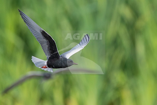 White-winged Tern (Chlidonias leucopterus), adult in flight showing underparts, Campania, Italy stock-image by Agami/Saverio Gatto,