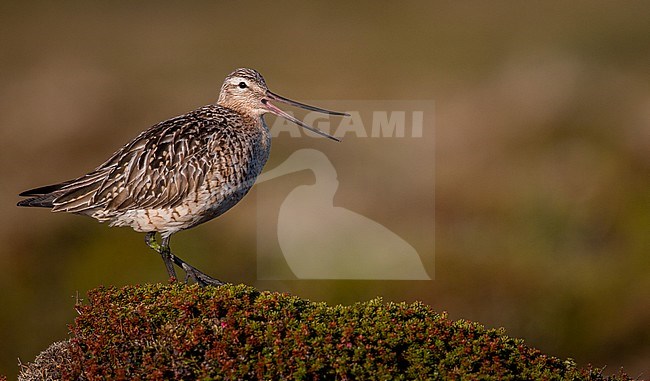 Adult Bar-tailed Godwit (Limosa lapponica) calling from heap in arctic tundra of Norway. Banded individual. stock-image by Agami/Ian Davies,
