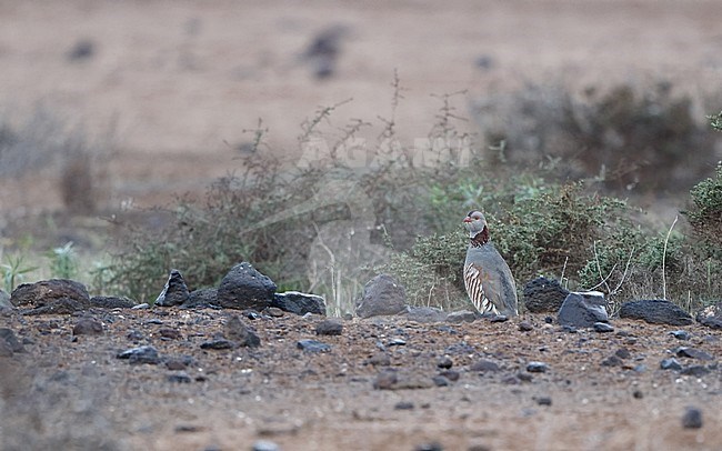 Barbary Partridge (Alectoris barbara koenigi), standing in desert at La Oliva, Fuerteventura, Spain stock-image by Agami/Helge Sorensen,