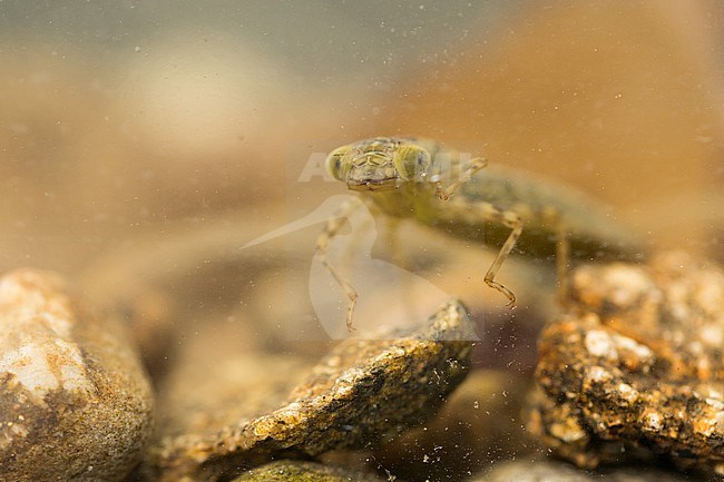 Aeshna spec. - Mosaic darners - Mosaikjunger, Germany (Baden-Württemberg), larvae stock-image by Agami/Ralph Martin,