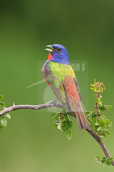 Adult male
Galveston Co., TX
April 2006 stock-image by Agami/Brian E Small,
