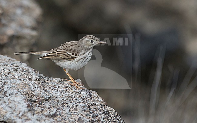 Side view of a Berthelot's Pipit (Anthus berthelotii) on a rock.Teneriffe, Canary Islands, Spain stock-image by Agami/Markku Rantala,