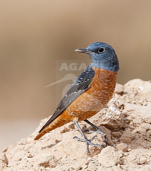 Male Rufous-tailed Rock Thrush (Monticola saxatilis) during spring migration at Yotvata, Israel stock-image by Agami/Marc Guyt,