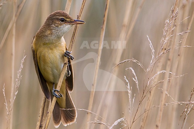 Grote Karekiet; Great Reed Warbler; Acrocephalus arundinaceus stock-image by Agami/Daniele Occhiato,