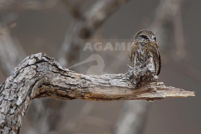 Baja/Cape Pygmy-Owl, Glaucidium gnoma hoskinsii stock-image by Agami/Dubi Shapiro,