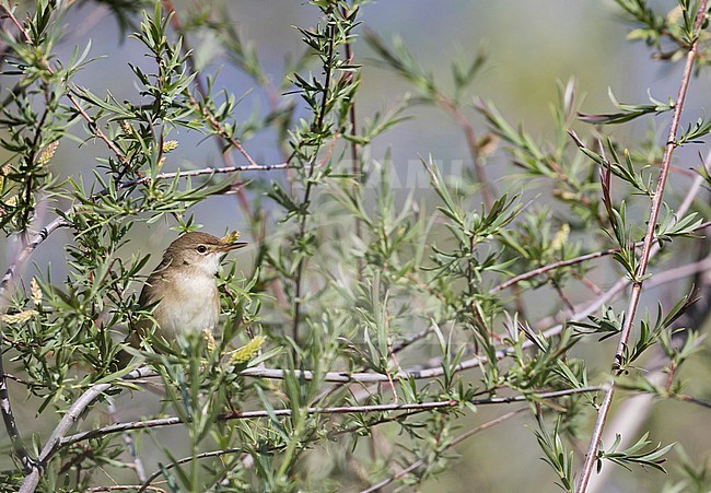 Adult Large-billed Reed-warbler (Acrocephalus orinus) perched in a small bush in Tajikistan. One of world’s least known species of bird. stock-image by Agami/Ralph Martin,
