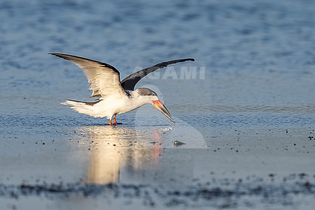 Black Skimmer (Rynchops niger) flying over water in Florida USA. stock-image by Agami/Marcel Burkhardt,
